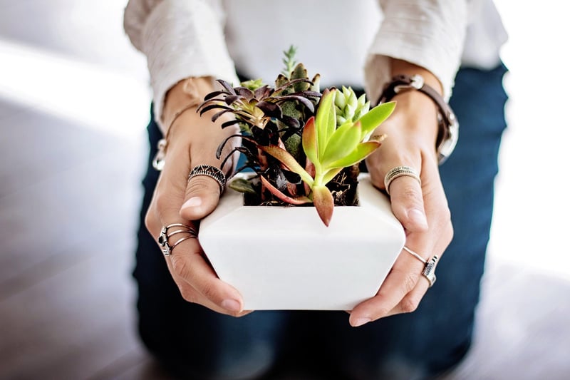 Indoor Plant